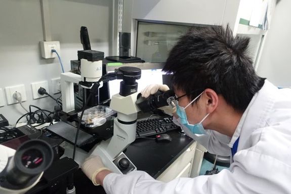 科学家首次体外培养人卵泡样细胞,助力研究不孕症